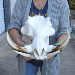 14 inch long Africa...