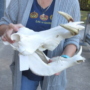 14 inch long African Warthog Skull for sale with 9 inch Ivory tusks - $165