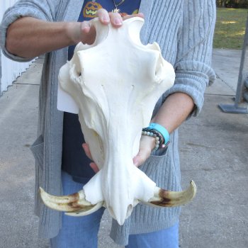 14 inch long African Warthog Skull for sale with 9 inch Ivory tusks - $165