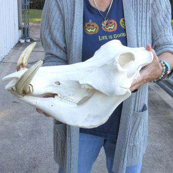 14 inch long African Warthog Skull for sale with 9 inch Ivory tusks - $165