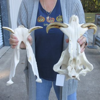 14 inch long African Warthog Skull for sale with 9 inch Ivory tusks - $165