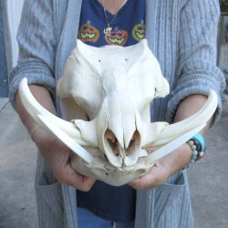 Authentic B-Grade 14 inch long African Warthog Skull for sale with 7 inch Ivory tusks - for $115