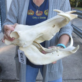 Authentic B-Grade 14 inch long African Warthog Skull for sale with 7 inch Ivory tusks - for $115