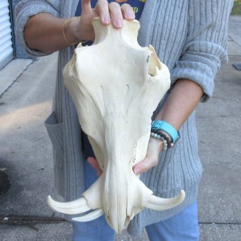 Authentic B-Grade 14 inch long African Warthog Skull for sale with 7 inch Ivory tusks - for $115