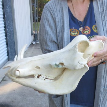 Authentic B-Grade 14 inch long African Warthog Skull for sale with 7 inch Ivory tusks - for $115