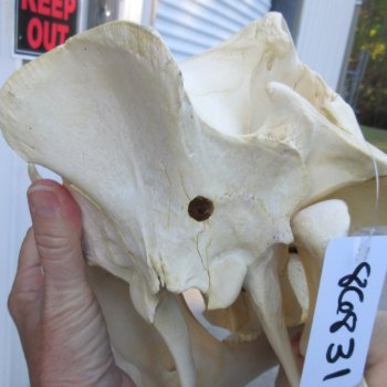 Authentic B-Grade 14 inch long African Warthog Skull for sale with 7 inch Ivory tusks - for $115