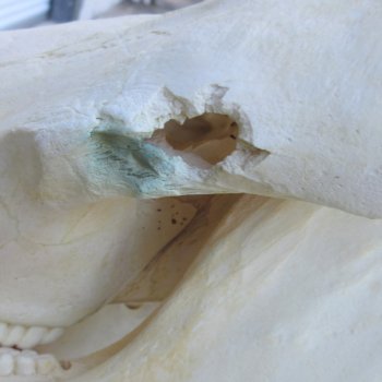 Authentic B-Grade 14 inch long African Warthog Skull for sale with 7 inch Ivory tusks - for $115