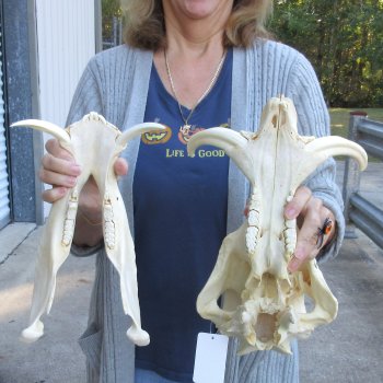 Authentic B-Grade 14 inch long African Warthog Skull for sale with 7 inch Ivory tusks - for $115