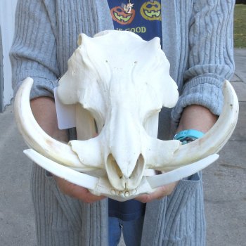 14 inch long African Warthog Skull for sale with 9 inch Ivory tusks - $165