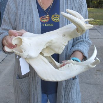 14 inch long African Warthog Skull for sale with 9 inch Ivory tusks - $165