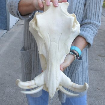 14 inch long African Warthog Skull for sale with 9 inch Ivory tusks - $165