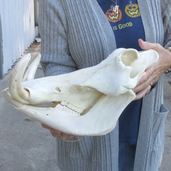 14 inch long African Warthog Skull for sale with 9 inch Ivory tusks - $165