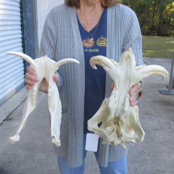 14 inch long African Warthog Skull for sale with 9 inch Ivory tusks - $165
