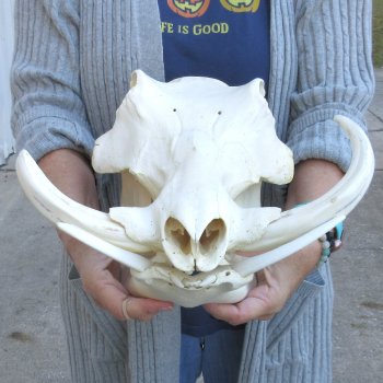 14 inch long African Warthog Skull for sale with 8 & 10 inch Ivory tusks - $175