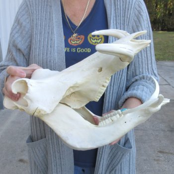 14 inch long African Warthog Skull for sale with 8 & 10 inch Ivory tusks - $175
