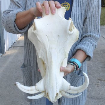 14 inch long African Warthog Skull for sale with 8 & 10 inch Ivory tusks - $175