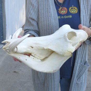 14 inch long African Warthog Skull for sale with 8 & 10 inch Ivory tusks - $175