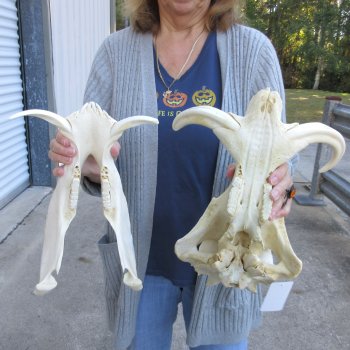 14 inch long African Warthog Skull for sale with 8 & 10 inch Ivory tusks - $175