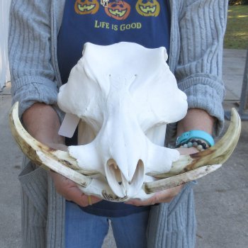 15 inch long African Warthog Skull for sale with 9 inch Ivory tusks - $165