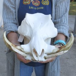 15 inch long Africa...