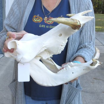 15 inch long African Warthog Skull for sale with 9 inch Ivory tusks - $165