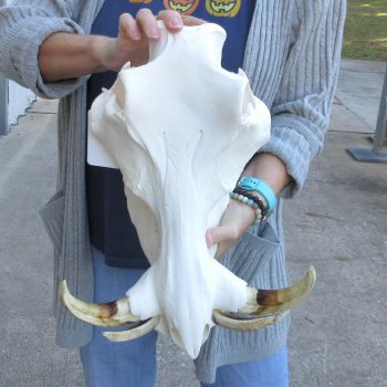 15 inch long African Warthog Skull for sale with 9 inch Ivory tusks - $165