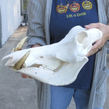 15 inch long African Warthog Skull for sale with 9 inch Ivory tusks - $165
