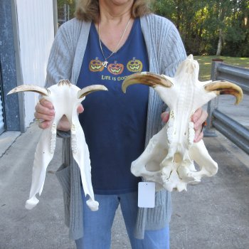 15 inch long African Warthog Skull for sale with 9 inch Ivory tusks - $165