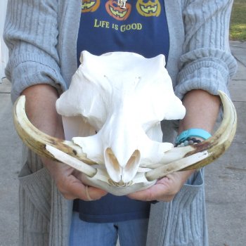 14 inch long African Warthog Skull for sale with 9-1/2 & 10 inch Ivory tusks - $175