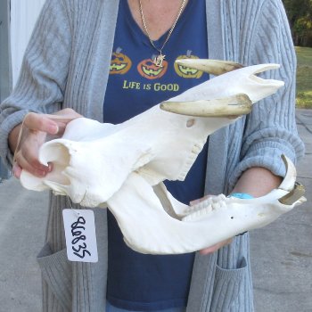 14 inch long African Warthog Skull for sale with 9-1/2 & 10 inch Ivory tusks - $175