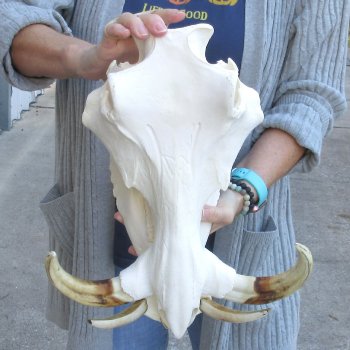 14 inch long African Warthog Skull for sale with 9-1/2 & 10 inch Ivory tusks - $175