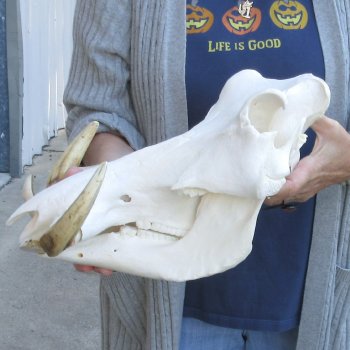 14 inch long African Warthog Skull for sale with 9-1/2 & 10 inch Ivory tusks - $175