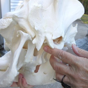 14 inch long African Warthog Skull for sale with 9-1/2 & 10 inch Ivory tusks - $175