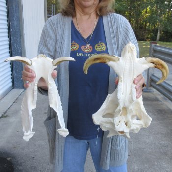 14 inch long African Warthog Skull for sale with 9-1/2 & 10 inch Ivory tusks - $175