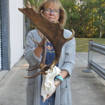 This is a Real Fallow Deer Skull and horns (antlers) measuring 20 inches long -  for $130
