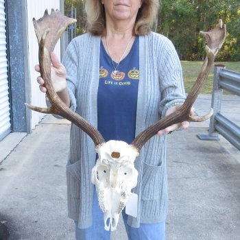 This is a Real Fallow Deer Skull and horns (antlers) measuring 20 inches long -  for $130