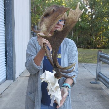 This is a Real Fallow Deer Skull and horns (antlers) measuring 20 inches long -  for $130