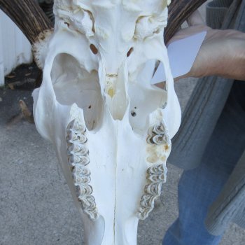 This is a Real Fallow Deer Skull and horns (antlers) measuring 20 inches long -  for $130