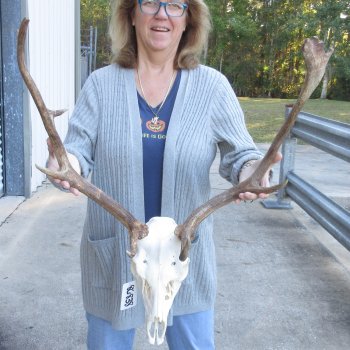 This is a Real Fallow Deer Skull and horns (antlers) measuring 19 & 20 inches long -  for $130