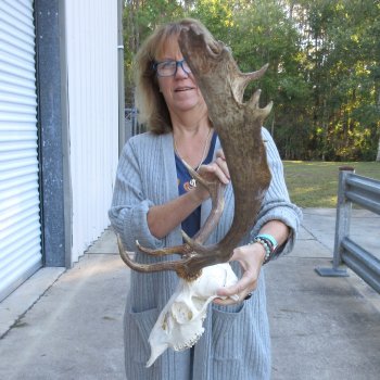 This is a Real Fallow Deer Skull and horns (antlers) measuring 19 & 20 inches long -  for $130