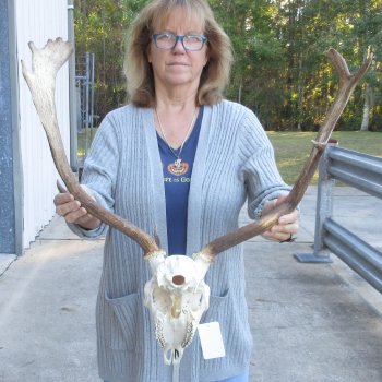 This is a Real Fallow Deer Skull and horns (antlers) measuring 19 & 20 inches long -  for $130