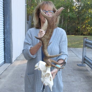 This is a Real Fallow Deer Skull and horns (antlers) measuring 19 & 20 inches long -  for $130