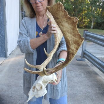 This is a Real Fallow Deer Skull and horns (antlers) measuring 19 inches long -  for $130