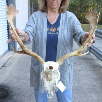This is a Real Fallow Deer Skull and horns (antlers) measuring 19 inches long -  for $130
