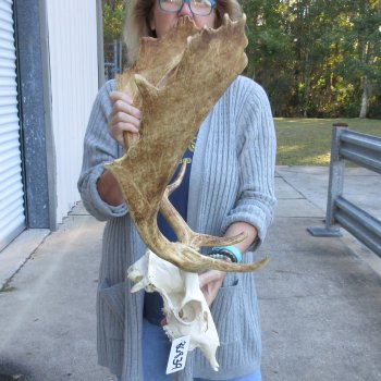 This is a Real Fallow Deer Skull and horns (antlers) measuring 19 inches long -  for $130