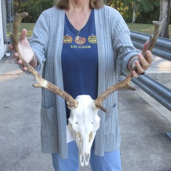 This is a Real Fallow Deer Skull and horns (antlers) measuring 15 and 16 inches long -  for $120