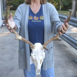 This is a Real Fallow Deer Skull and horns (antlers) measuring 15 and 16 inches long -  for $120