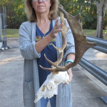 This is a Real Fallow Deer Skull and horns (antlers) measuring 15 and 16 inches long -  for $120