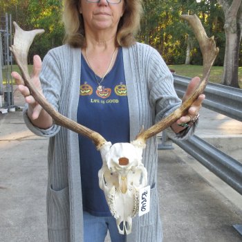 This is a Real Fallow Deer Skull and horns (antlers) measuring 15 and 16 inches long -  for $120