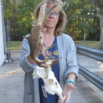 This is a Real Fallow Deer Skull and horns (antlers) measuring 15 and 16 inches long -  for $120